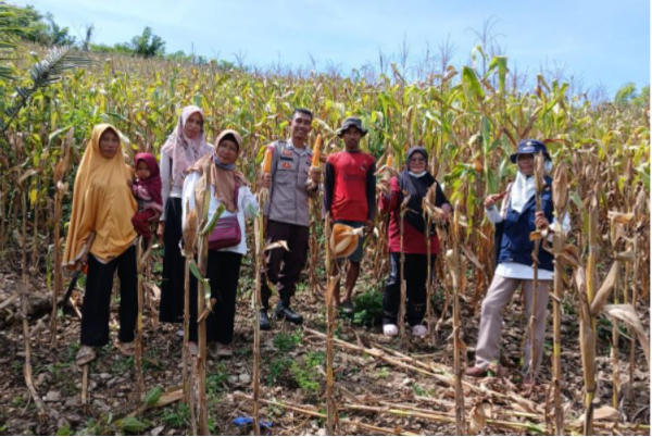 Bhabinkamtibmas Brigadir Lalu Zulkifli Hijrianto, bersama PPL Desa Goa, melaksanakan pendampingan panen jagung di Dusun Goa, Desa Goa, Kecamatan Jereweh, Kabupaten Sumbawa Barat, Senin, (10/3/ 2025).