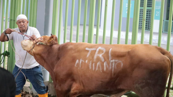 Sapi Kurban untuk para atlet dan warga dari Wali Kota Bekasi Tri Adhianto Idul Adha 1446 Hijriyah / 2025 Masehi.