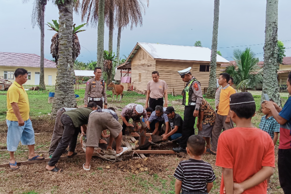 Polres Padang Lawas menyembelih dua ekor sapi dan membagikan daging kepada masyarakat serta insan pers sebagai bentuk kepedulian sosial menjelang Idul Fitri 1447 Hijriah.