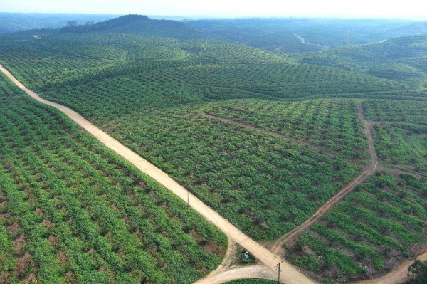 Pendekatan humanis berbasis dialog dan kepastian hukum mengantarkan PTPN IV PalmCo berhasil memulihkan 223,05 hektare aset negara tanpa konflik, sekaligus menjaga stabilitas sosial dan produktivitas perusahaan.
