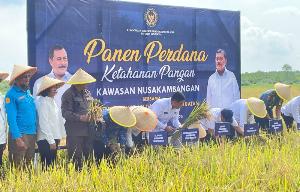 Menteri Imigrasi Dan Pemasyarakatan Panen Perdana Ketapang di Nusakambangan