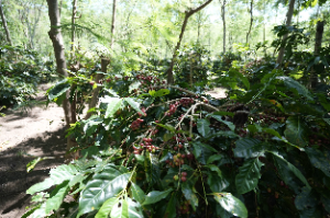 Kinerja Kopi PalmCo Tetap Solid di Tengah Tekanan Cuaca