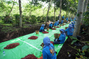 Kopi Ijen PalmCo Tembus Pasar AS dan Inggris