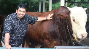Viral! Peternakan Sapi di Tengah Jakarta Raup Omzet Miliaran Jelang Idul Adha