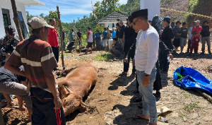 PT Samudera Banten Jaya Gelar Qurban 2 Sapi, Dapat Apresiasi MPC Pemuda Pancasila Lebak
