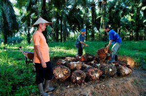 Harga Sawit Sempat Turun, PTPN IV PalmCo Jaga Serapan TBS Petani Tetap Stabil