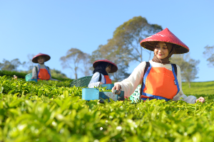 Holding Perkebunan Nusantara Tembus Pasar Premium Dunia, Teh PTPN I Resmi Masuk Gerai Legendaris Twinings London