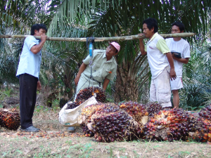 PTPN IV PalmCo Serap 2,09 Juta Ton TBS Petani hingga Juli 2026, Kemitraan Sawit Rakyat Terus Diperkuat