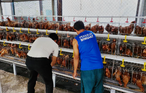 Rutan Cipinang Budidayakan 500 Ayam Petelur, Jadi Sarana Pembinaan Kemandirian Warga Binaan