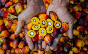 PTPN IV PalmCo Perkuat Ketertelusuran CPO, 67 PKS dan 124 Kebun Bersertifikasi RSPO