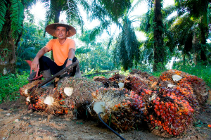 PTPN IV PalmCo Dampingi Peremajaan 49 Ribu Hektare Kebun Sawit Rakyat, Perkuat Kemitraan dan Peran Offtaker